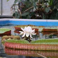 熱帯スイレン,温室,掛川花鳥園,イベント告知の画像
