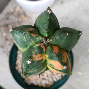 サボテン,亀甲碧瑠璃鸞鳳玉錦,多肉植物,アストロフィツム,ネコ好きの画像
