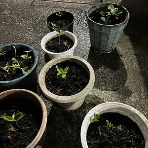 柚子,植え替え,植木鉢,植木鉢の植物の画像