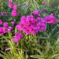 アルメリアの画像