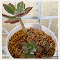 エケベリア,ハムシー,ハムシー,多肉植物の画像
