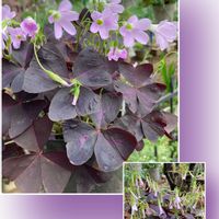 オキザリス 紫の舞（トライアングラリス）,ストロビ ランテス,いい色♡,コナカイガラムシ,私のお庭の画像