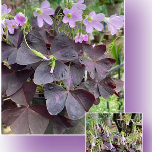 オキザリス 紫の舞（トライアングラリス）,ストロビ ランテス,いい色♡,コナカイガラムシ,私のお庭の画像