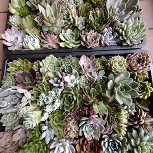 沙羅姫,マイティティ,ミア,ブラックマディバ,パープルグラナダの画像