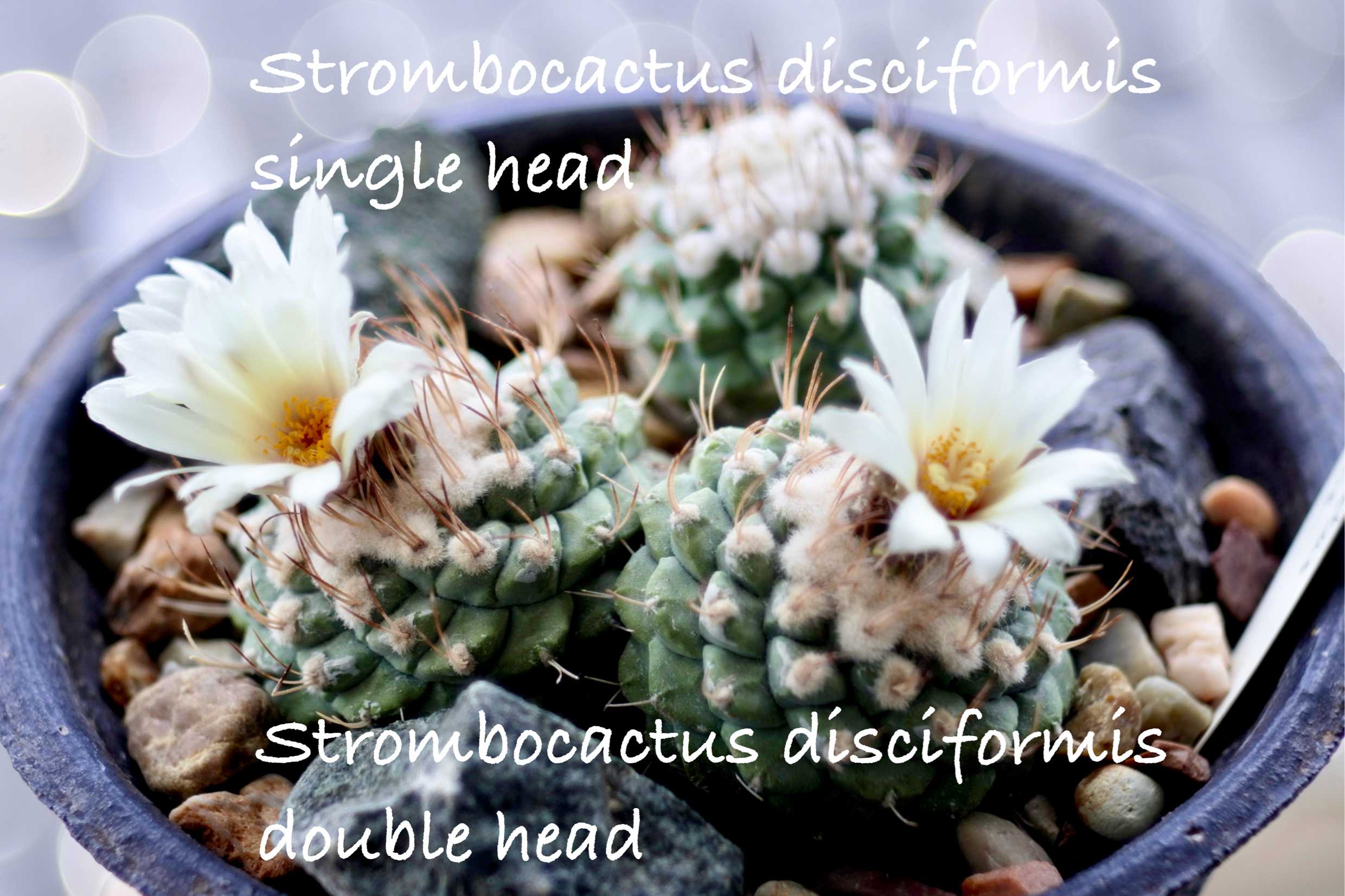 Strombocactus disciformis 菊水実生｜🍀GreenSnap（グリーンスナップ）