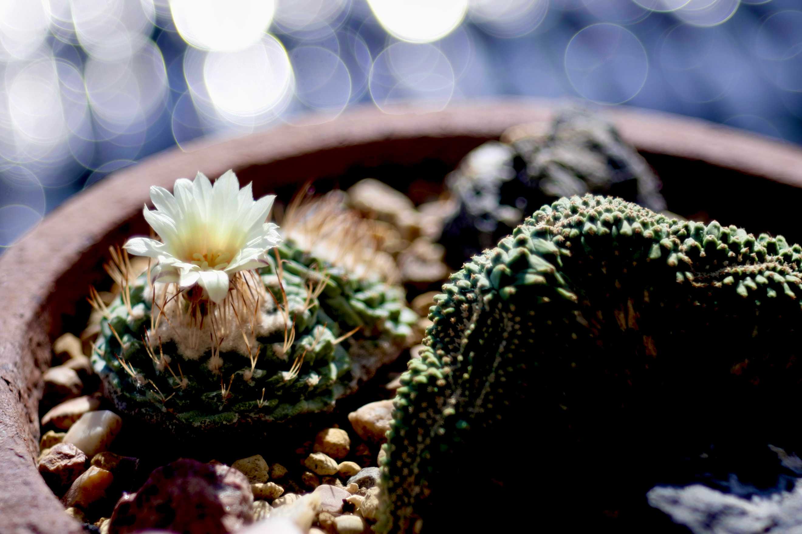 Strombocactus disciformis 菊水実生｜🍀GreenSnap（グリーンスナップ）
