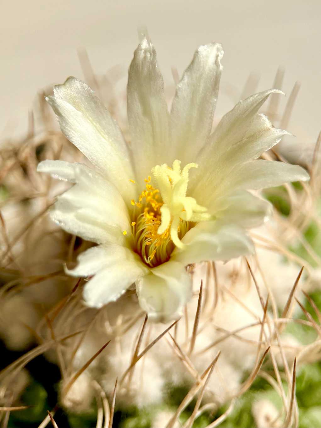 Strombocactus disciformis 菊水実生｜🍀GreenSnap（グリーンスナップ）