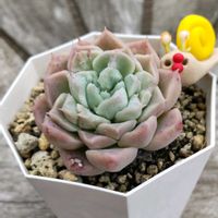 ハクチョウゲ,青い渚,うんこ,クレーバー,ぼん・青い渚の画像