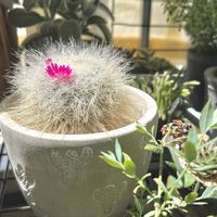 玉翁,サボテンの花,no green no life,マミラリア属,植物のある暮らしの画像