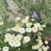 チャイブ,ハーブ,花のある暮らし,緑のある暮らし,小さな幸せ♡の画像