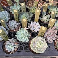 ラセンイ,多肉植物,エケベリア属,園芸店,花のある暮らしの画像