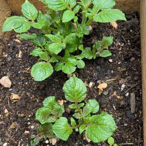 ジャガイモ,ジャガイモ,木箱,小さな庭,家庭菜園の画像