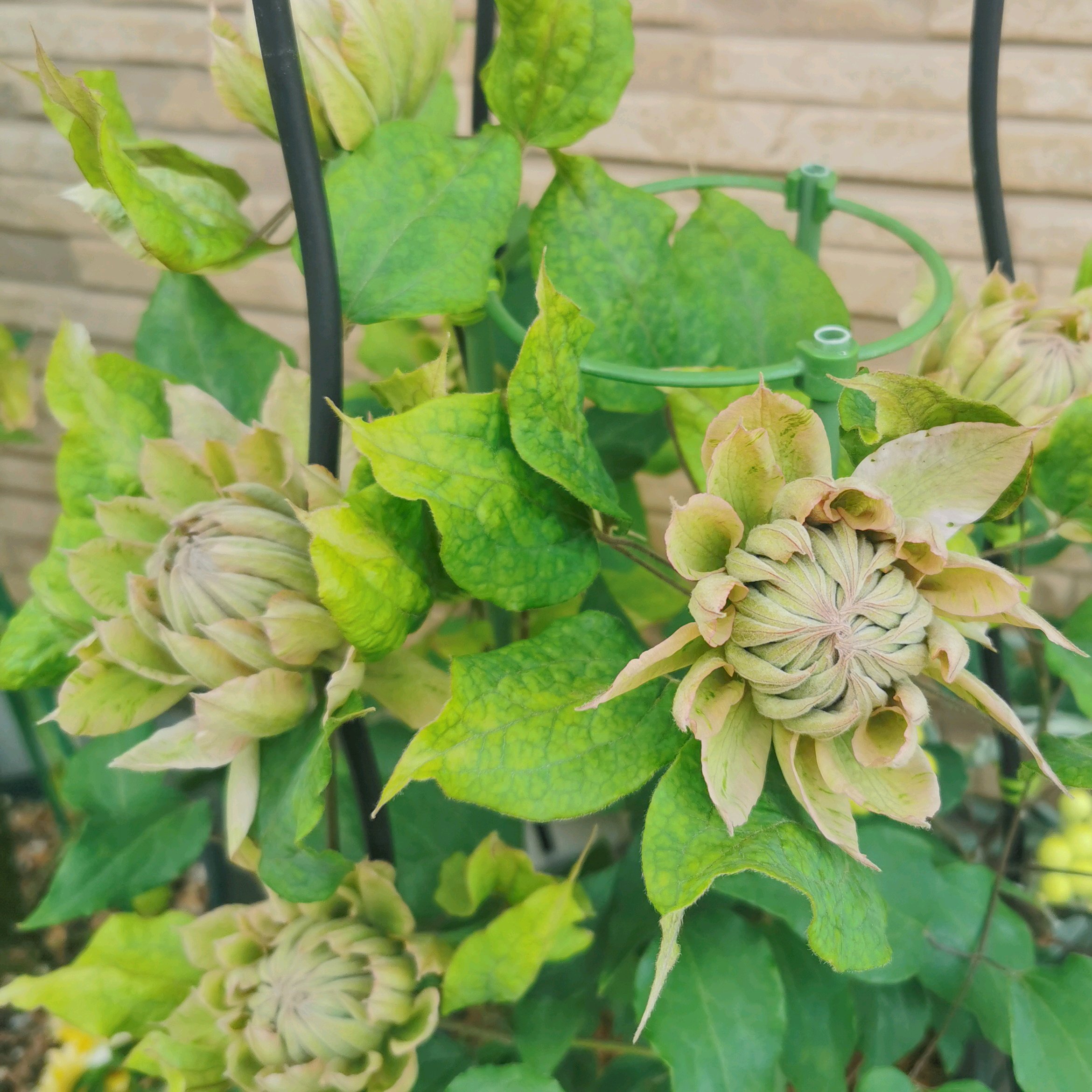 八重咲クレマチスモニターはるかすみを育てる｜🍀GreenSnap（グリーン