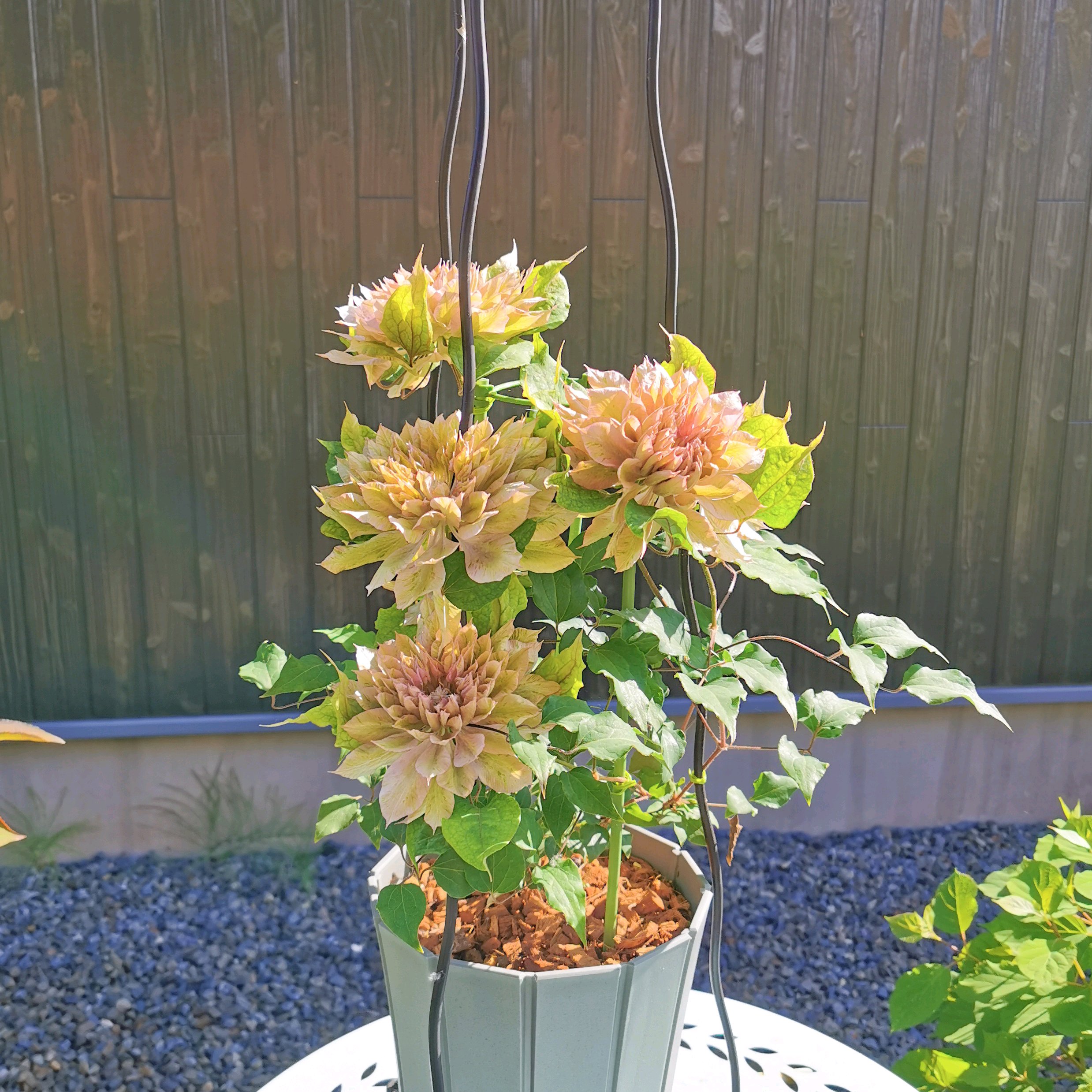 八重咲クレマチスモニターはるかすみを育てる｜🍀GreenSnap（グリーン