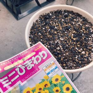 ミニひまわり,小夏,ベランダガーデン,害虫対策,フマキラーの画像