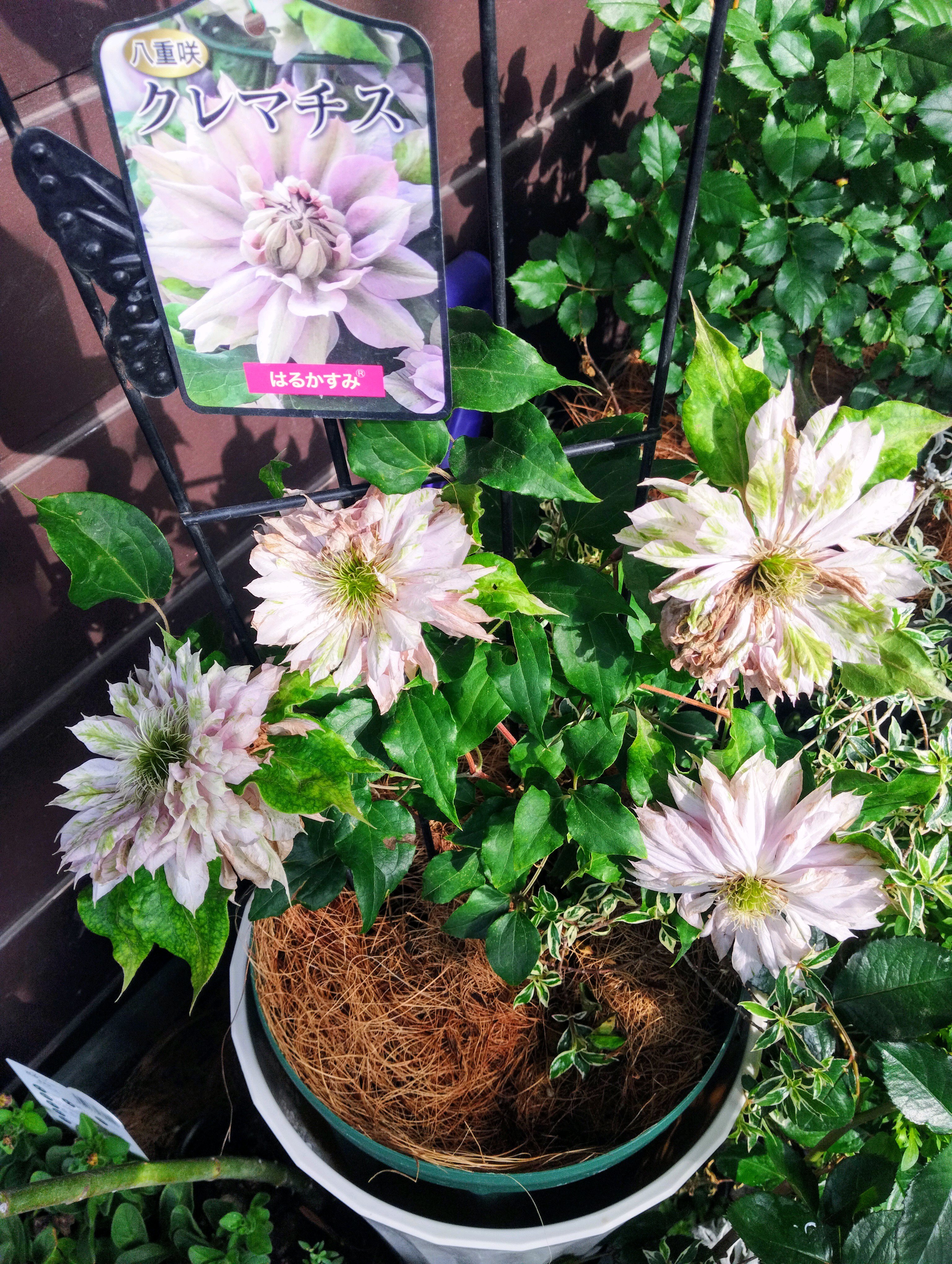 豊明市場✕Green Snapオリジナルブランド三ツ星品質『八重咲き