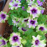 クチナシ,リトルウッズ,オノマンネングサ,西洋キンシバイ,ペチュニア　アマゾナスの画像