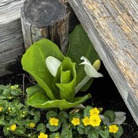 リュウキンカ,水芭蕉,春の訪れ,尾瀬ヶ原湿原の画像