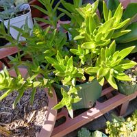 赤鬼城,りんご火祭り,赫麗(かくれい)の画像