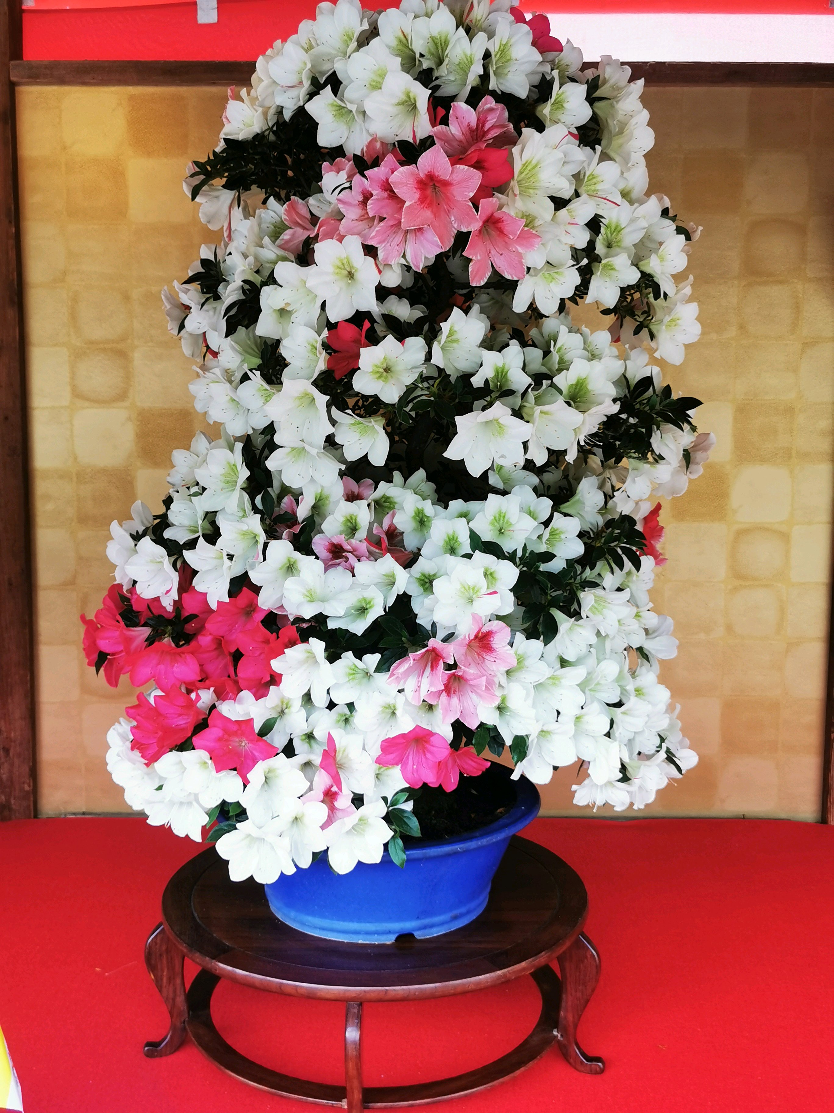 第54回鹿沼さつき祭り｜🍀GreenSnap（グリーンスナップ）