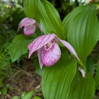 アツモリソウ,山野草の画像