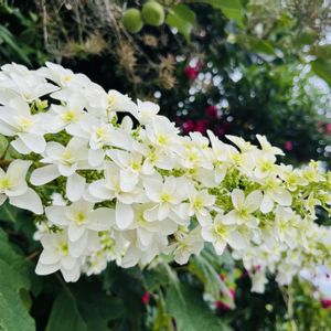 ミニトマト,柏葉アジサイ,ザクロの花,デルモンテ ぜいたくトマト,サントリー本気野菜 純あま ( ミニトマト )の画像