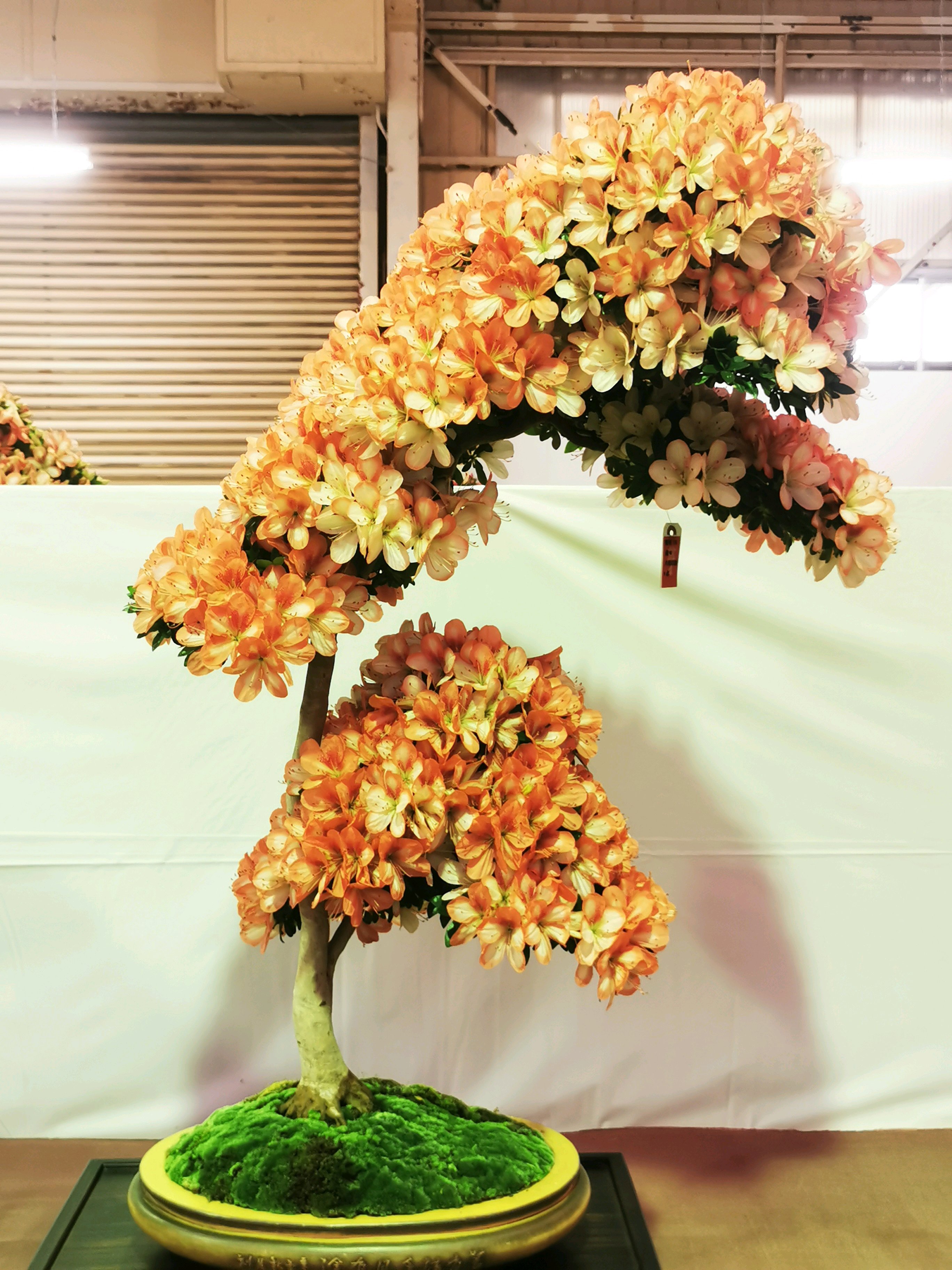 鹿沼のさつき屋さん 【さくら】 創作盆栽/2色咲き/寄せ植えから根