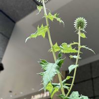 ルリタマアザミ,ルリタマアザミ,エキノプス,キク科,梅田界隈の画像