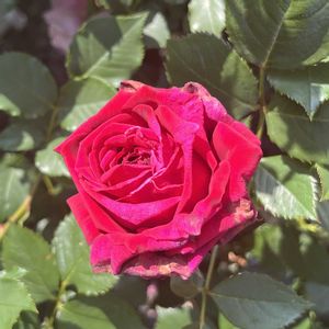 バラ,アーティスト,小山内健,京阪園芸ガーデナーズ,ばら バラ 薔薇の画像