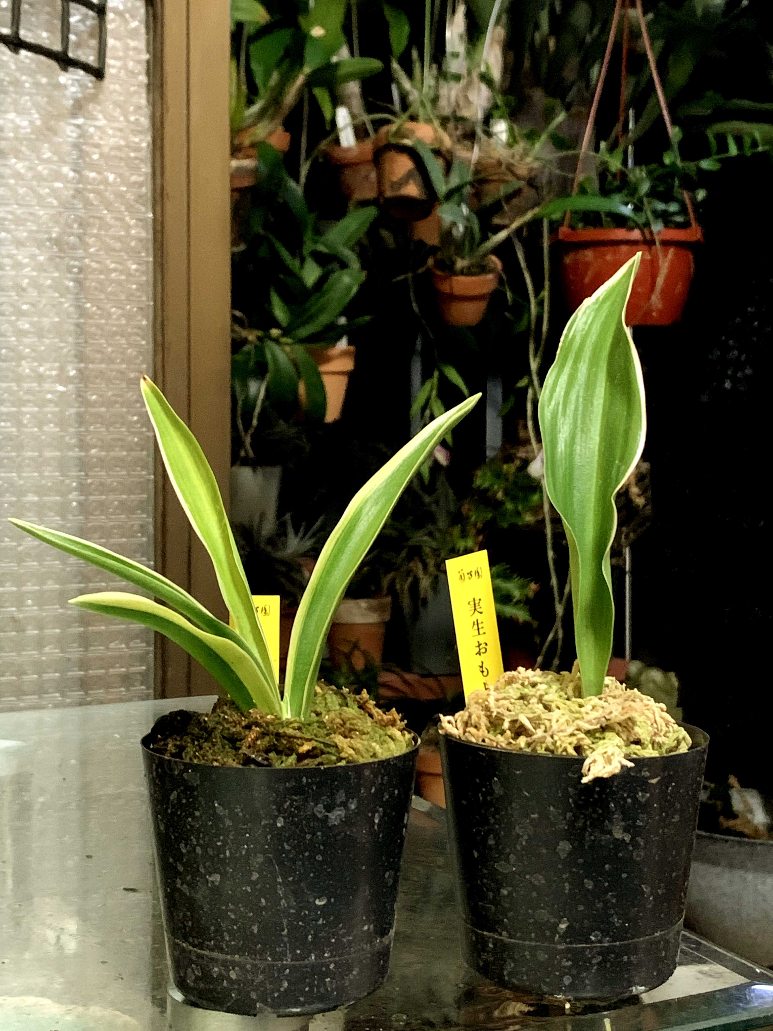 3　無双　万年青 おもと オモト 12 桜岳錦 万年青 おもと オモト