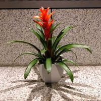 グズマニア,グズマニア,今日のお花,東京オペラシティの画像