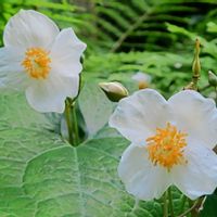 シラユキゲシ,シラユキゲシ(白雪芥子),山野草,野草,白い花の画像
