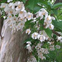 エゴノキ,エゴノキ,エゴノキ,オルラヤ,オルラヤの画像