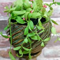 スモークツリー,カンガルーポケット,ディスキディア カンガルーポケット,カンガルーポケット貯水嚢,観葉植物の画像