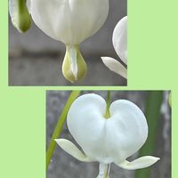 シラン,タイツリソウ,山野草,花のある暮らし,お花大好き♡の画像