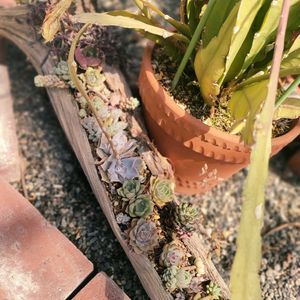 多肉植物,多肉寄せ植え,流木の画像