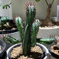 紅彩閣,赤棘麒麟,ユーフォルビアの画像