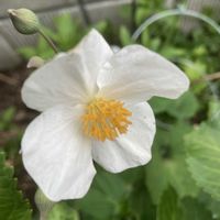 シラユキゲシ,シラユキゲシ(スノーポピー),花のある暮らし,北海道,春はまだ？の画像