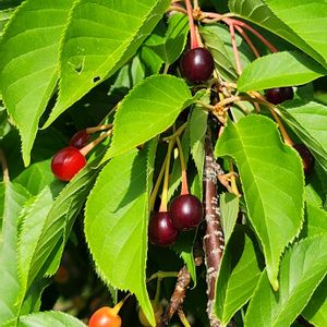 サクラ,ヤマザクラ,カンザン,カンヒザクラ,キクシダレザクラの画像