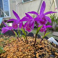 シロミミナグサ,タイツリソウ,大輪トキソウ,ヒューケレラ　ピンクレボリューションの画像