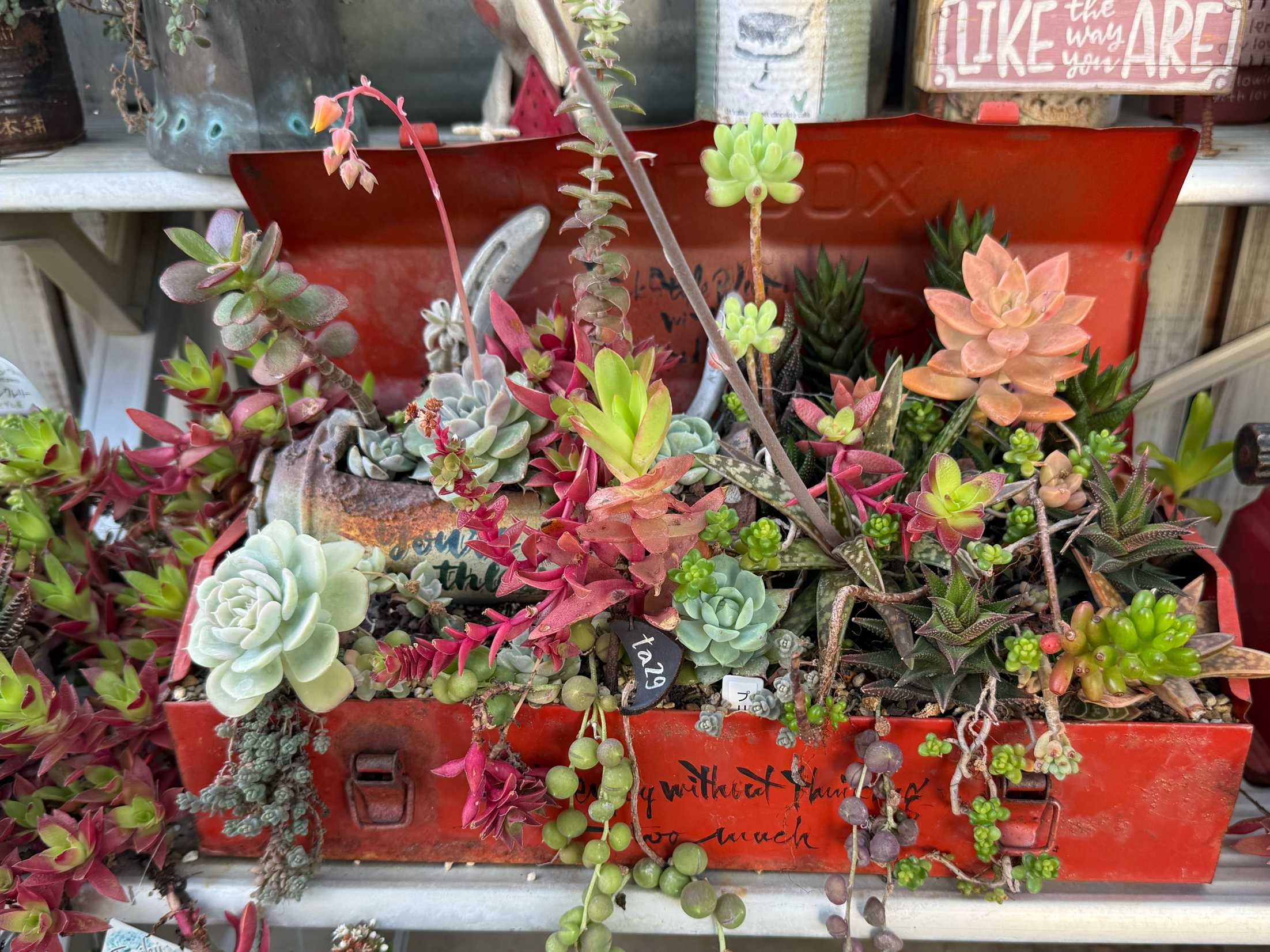 工具箱寄せ植え🍀仕立て直し｜🍀GreenSnap（グリーンスナップ）