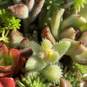 子宝草,雷童（らいどう）,エケベリア　ビックバン,多肉植物,多肉のある暮らしの画像