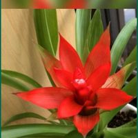 グズマニア,グズマニア,アナナス,過去pic,今日のお花の画像