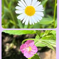 オリーブ,オリーブ,ハヤトウリ,アカバナユウゲショウ,アカバナユウゲショウの画像