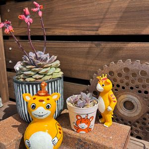 カルミア,ひょうたん,エケベリア ナンバーワン,多肉植物,サビサビ雑貨の画像