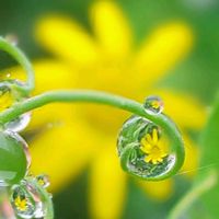 アジサイ,ルビーネックレス,ルビーネックレス,ガクアジサイ,ルビーネックレスの花の画像