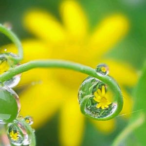 アジサイ,ルビーネックレス,ルビーネックレス,ガクアジサイ,ルビーネックレスの花の画像