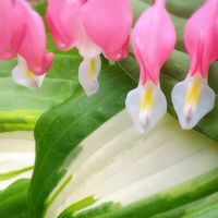 ギボウシ,タイツリソウ（ケマンソウ）,札幌からの画像