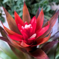 アグロステンマ,グズマニア,ビックリグミ,ムシトリナデシコ,チドリソウの画像