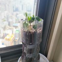 とうがらし,ミニトマト,枝豆,水やり,ベランダ菜園の画像